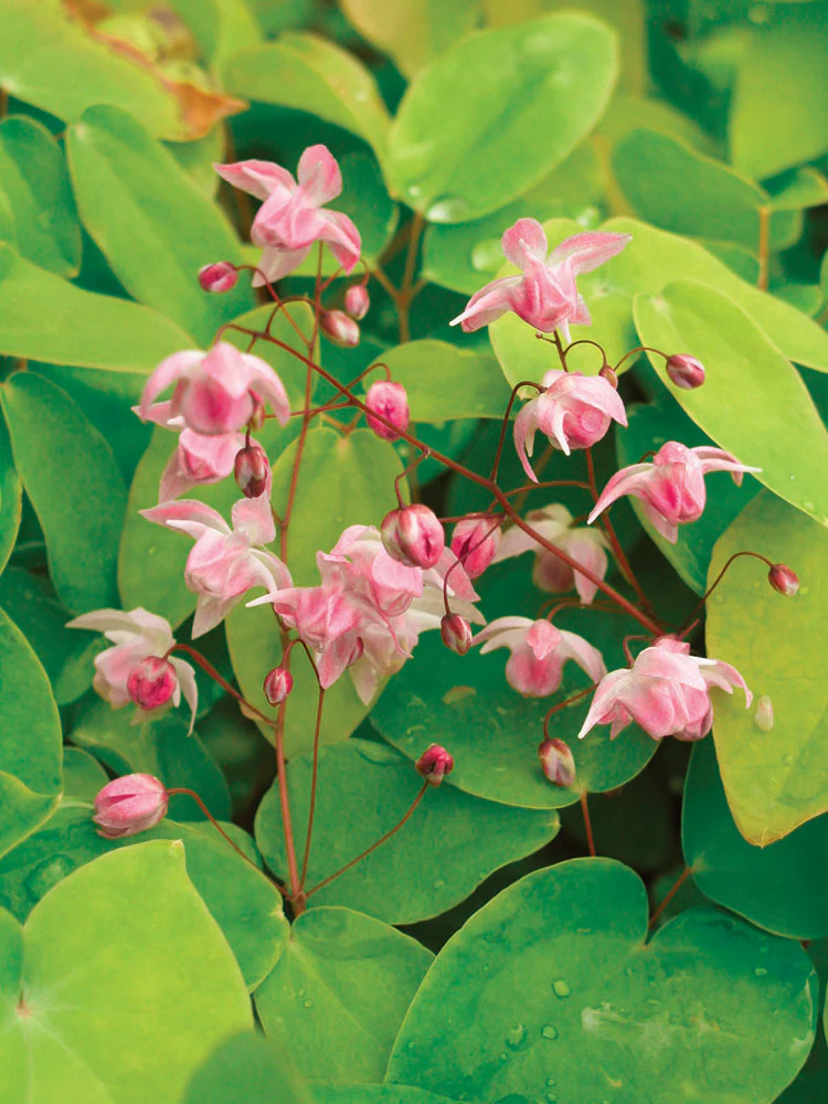 Epimedium - Roseum, 1 Pack - Image 2