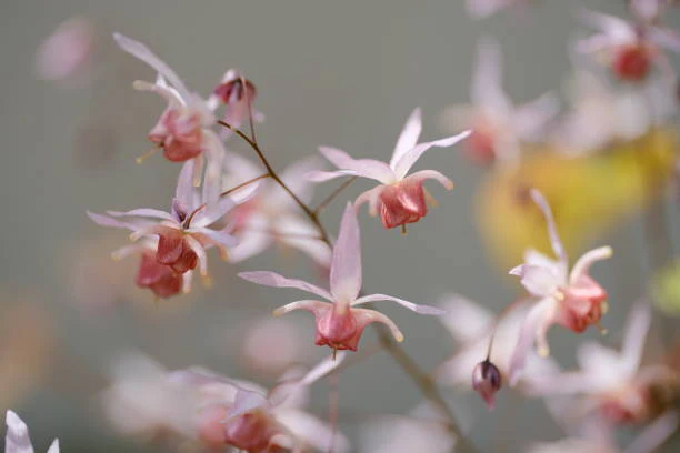 Epimedium - Roseum, 1 Pack - Image 3