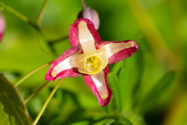 Epimedium - Rubrum, 1 Pack - Image 4