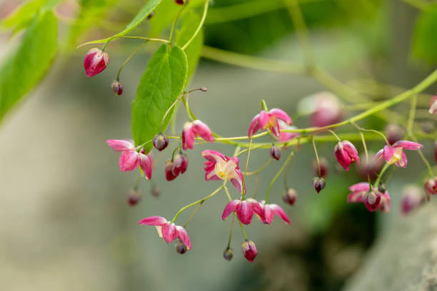 Epimedium - Rubrum, 1 Pack - Image 5