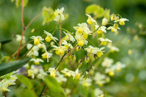 Epimedium - Sulphureum, 1 Pack - Image 2