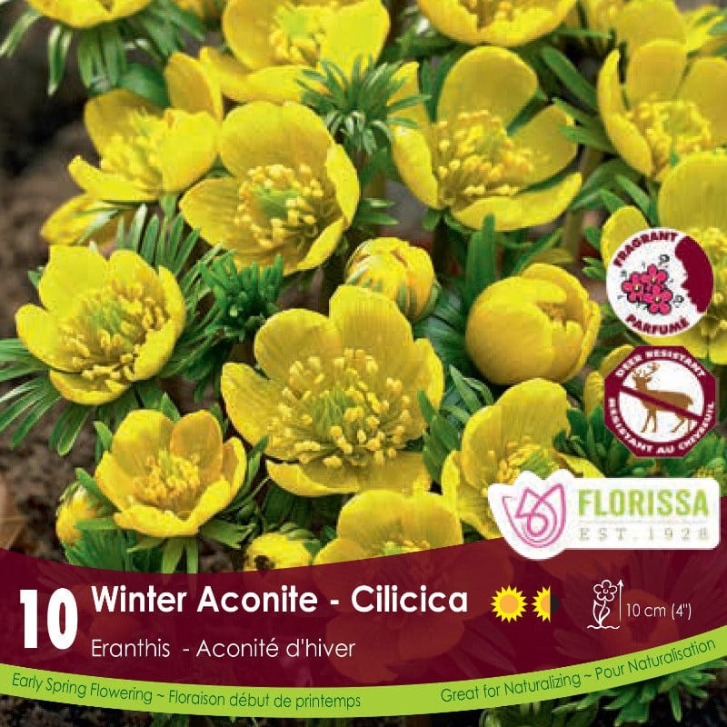 Eranthis - Winter Aconite, Cilicica, 10 Pack