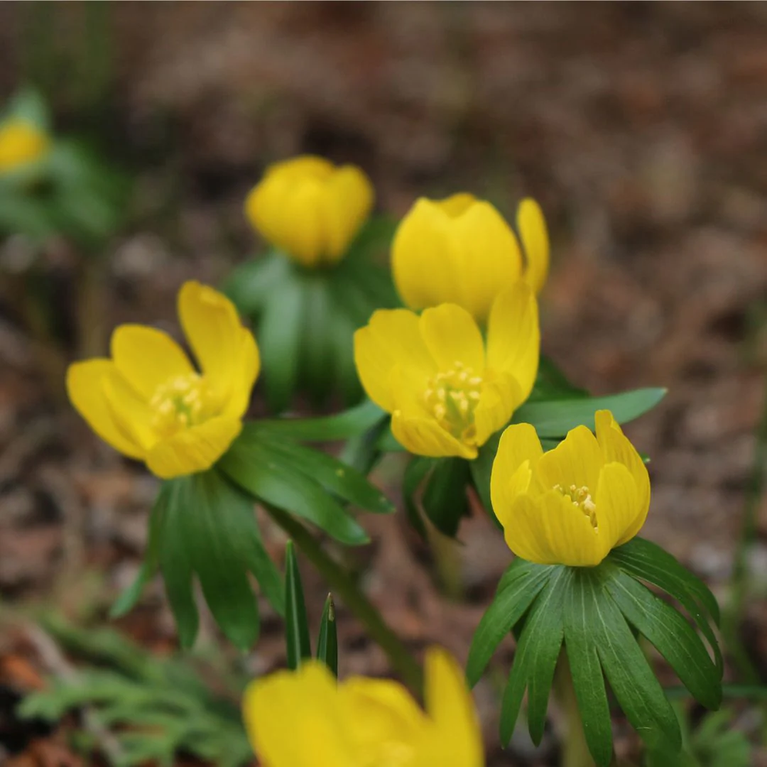 Eranthis - Winter Aconite, Cilicica, 10 Pack - Image 2