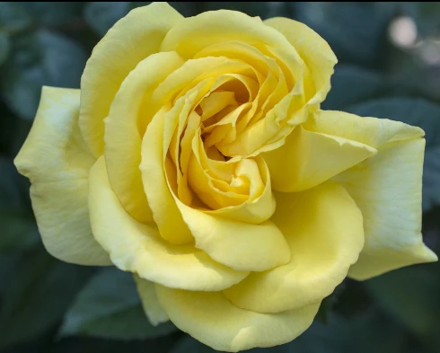 Eternal Flame™ - Star Roses and Plants - Image 2