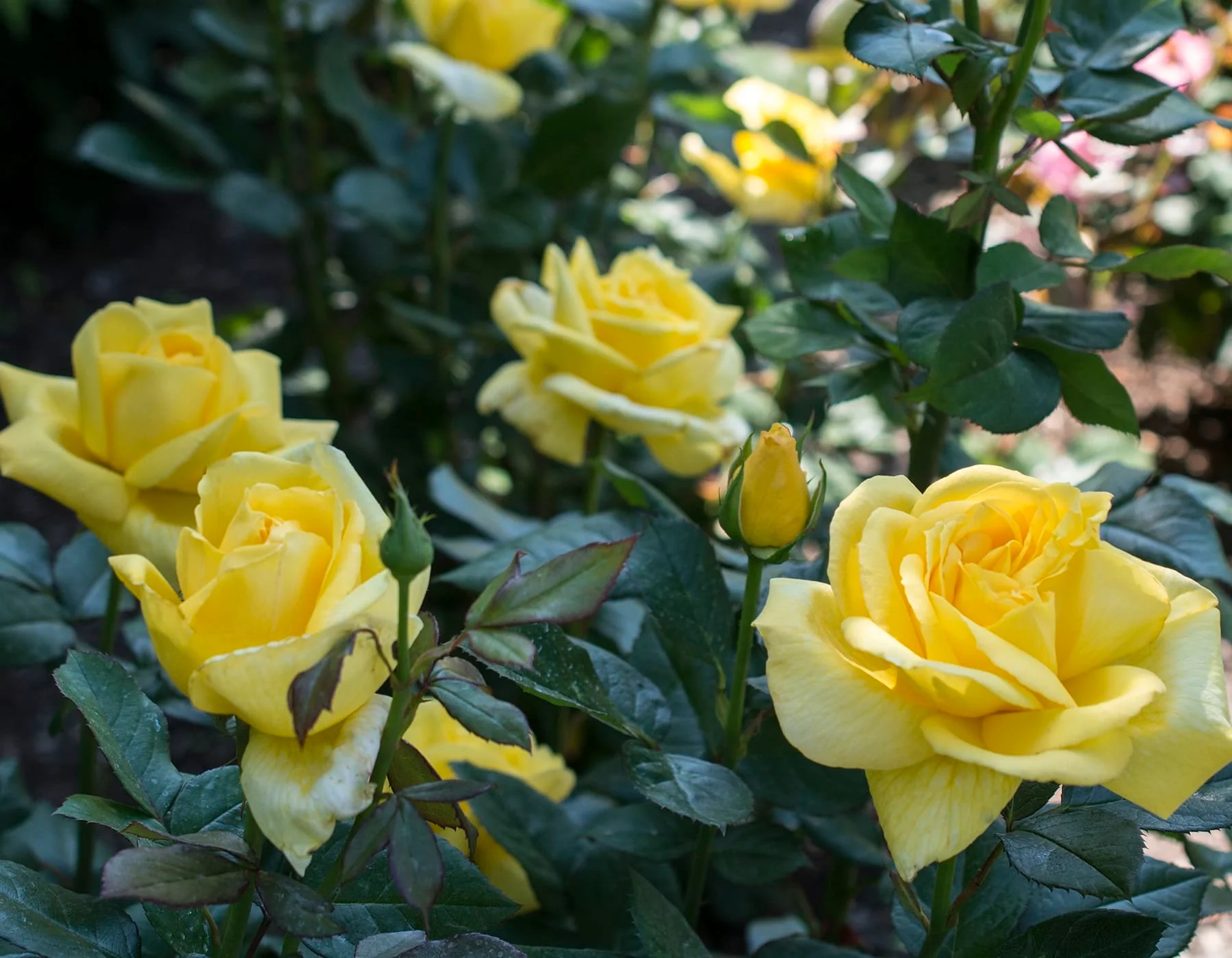 Eternal Flame™ - Star Roses and Plants - Image 3