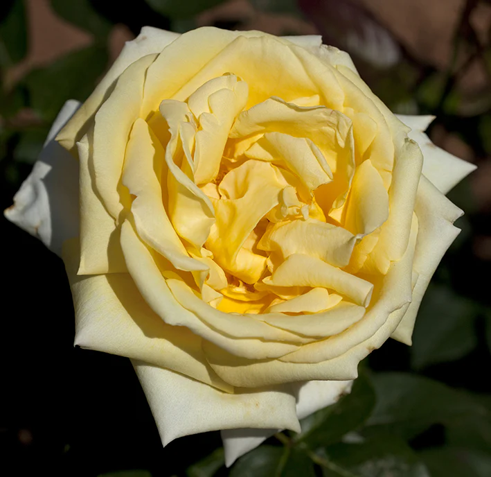 Eternal Flame™ - Star Roses and Plants - Image 4