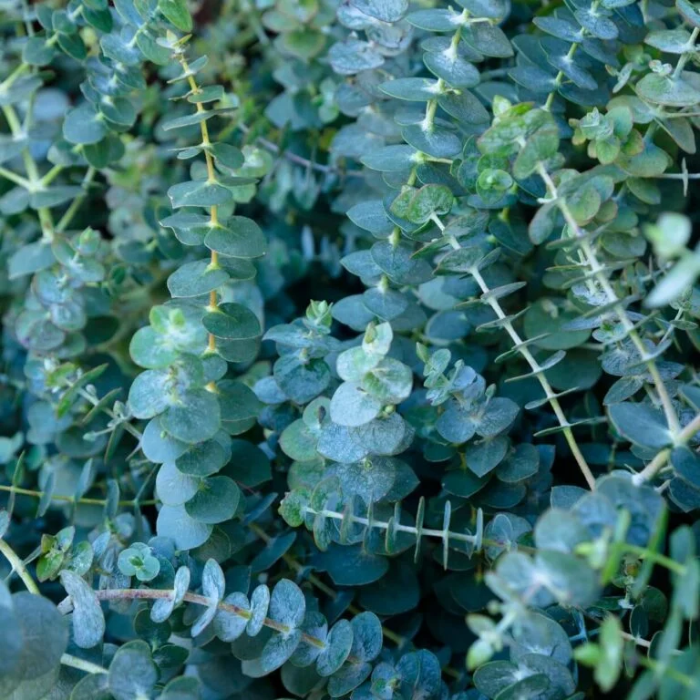 Eucalyptus Baby Blue - Ontario Seed Company