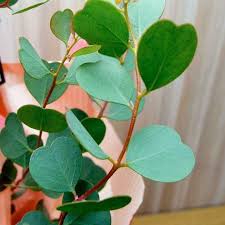 Eucalyptus Heart Leaf Websteriana - West Coast Seeds - Image 2