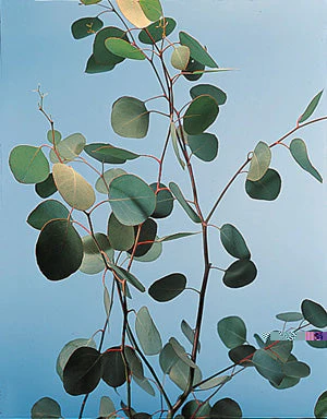 Eucalyptus Red Box Polyanthemos - West Coast Seeds - Image 2