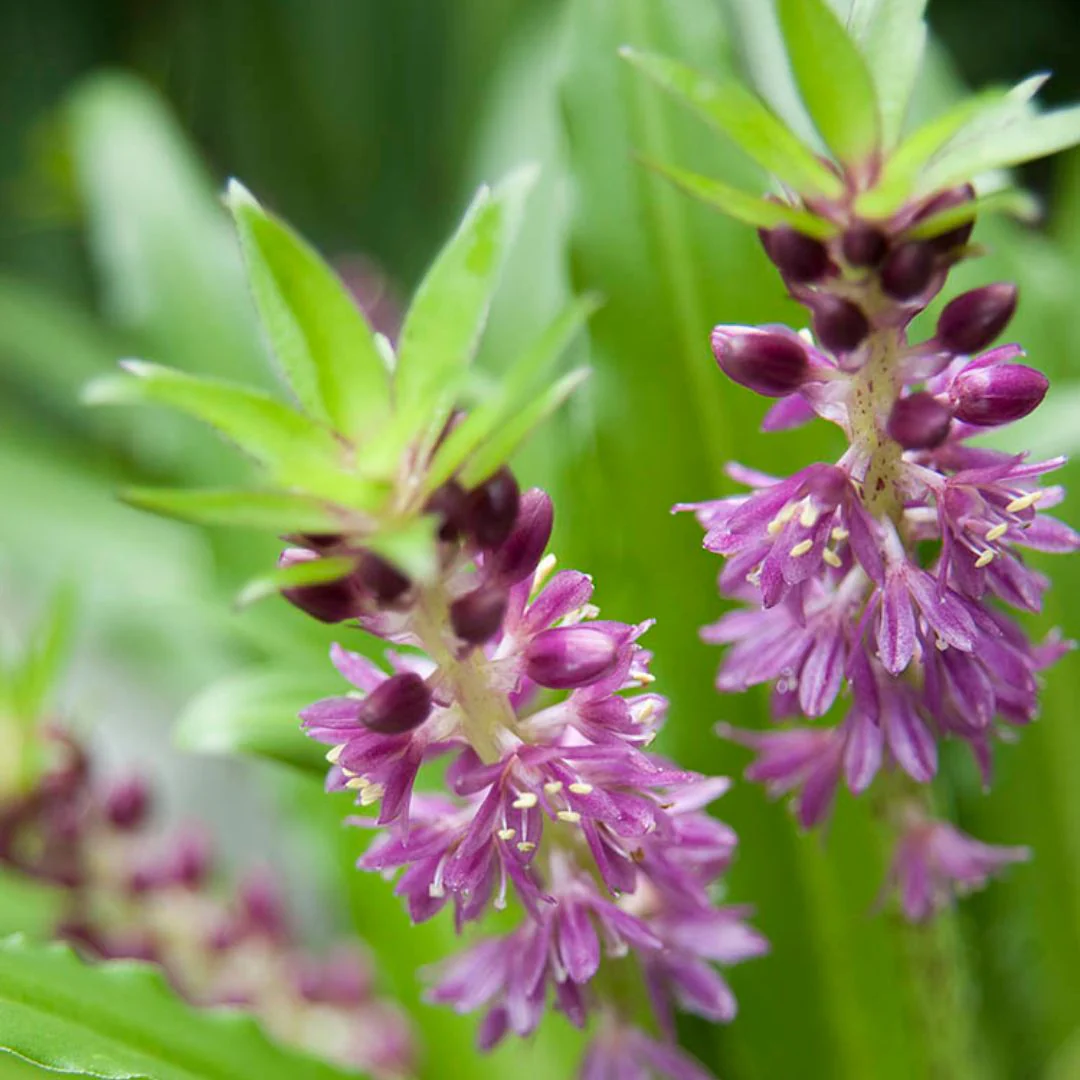 Eucomis - Comosa, Pink - Image 2