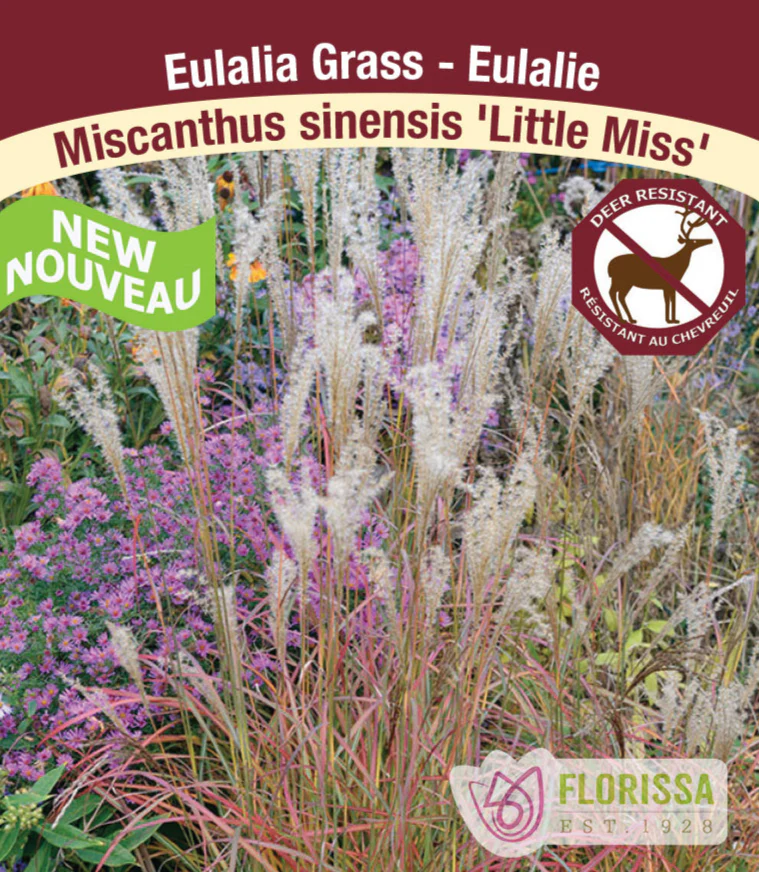 Maiden Grass - Little Miss, 1 Pack