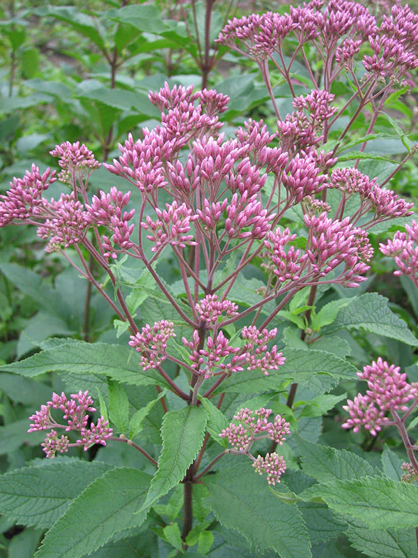 Eupatorium - Atropurpureum, 1 Pack - Image 2