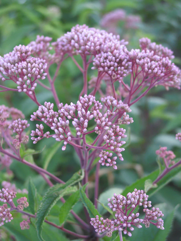 Eupatorium - Atropurpureum, 1 Pack - Image 3