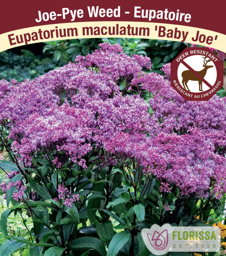 Eupatorium - Baby Joe, 1 Pack