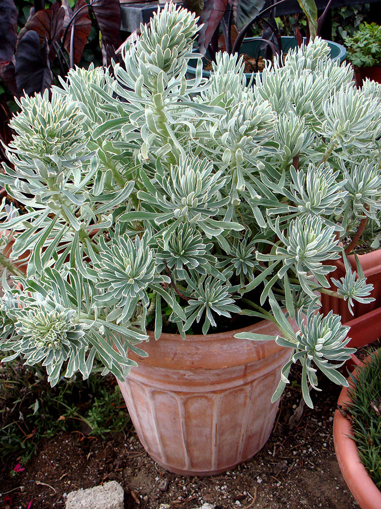 Spurge - Glacier Blue, 1 Pack - Image 2