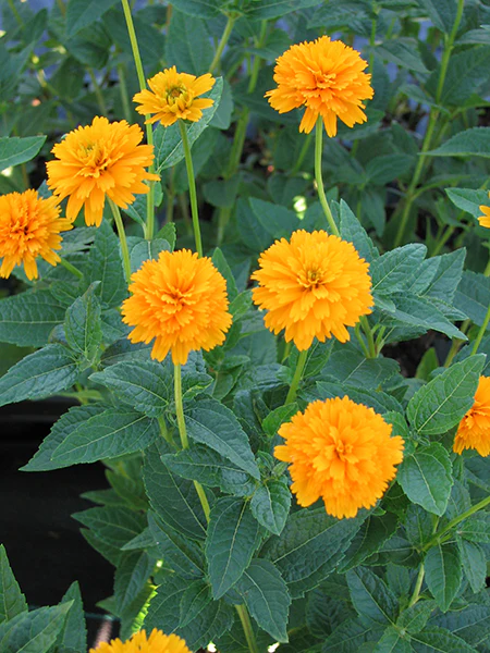 False Sunflower - Asahi, 1 Pack - Image 2