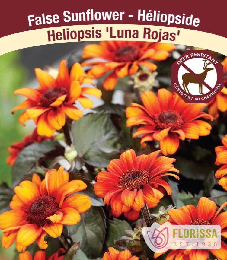 False Sunflower - Luna Rojas, 1 Pack
