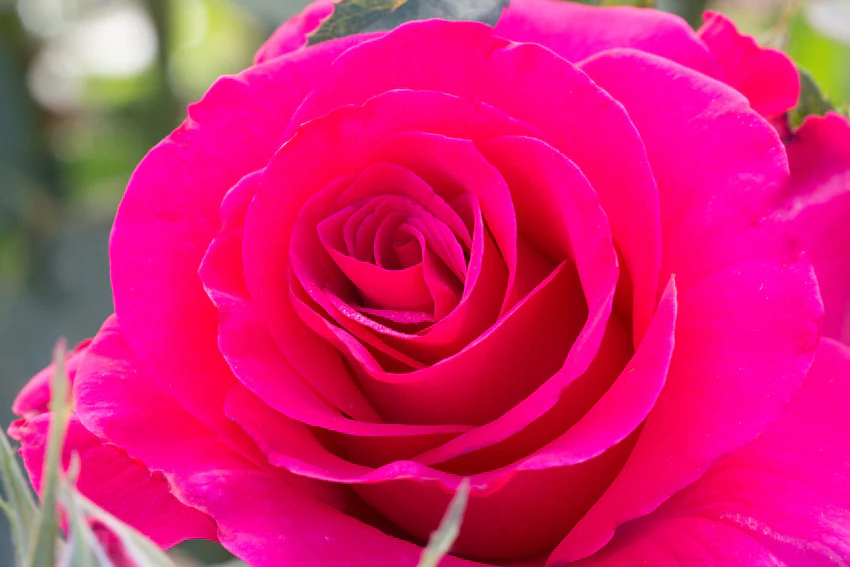 Fame!™ - Star Roses and Plants - Image 2