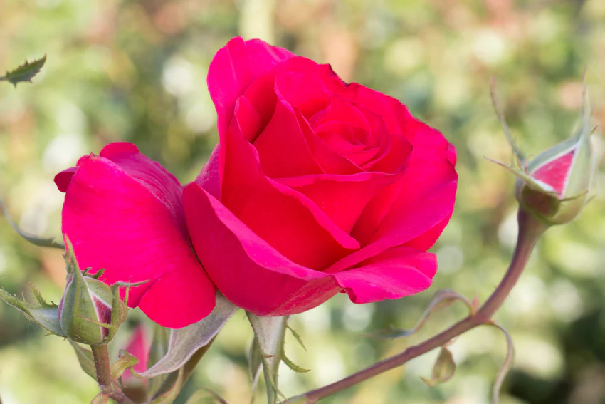 Fame!™ - Star Roses and Plants - Image 3