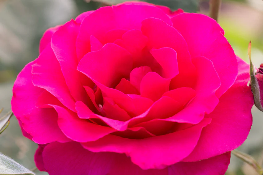 Fame!™ - Star Roses and Plants - Image 4