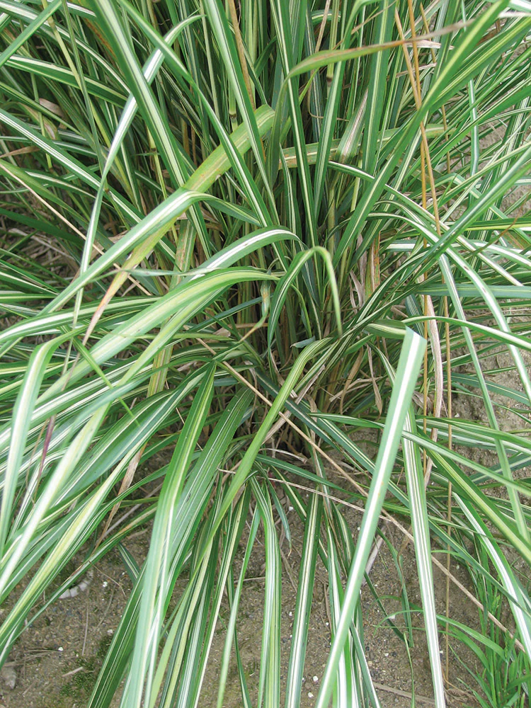 Feather Grass - Avalanche, 1 Pack - Image 2