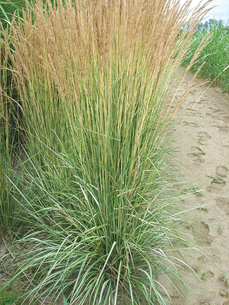 Feather Grass - Avalanche, 1 Pack - Image 3