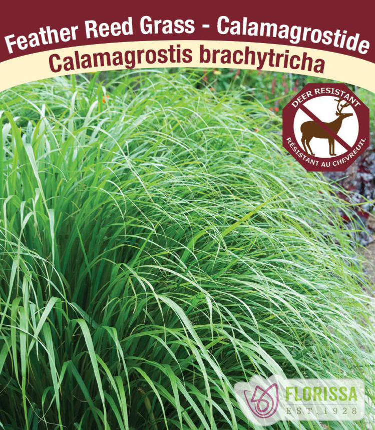 Feather Grass - brachytricha, 1 Pack