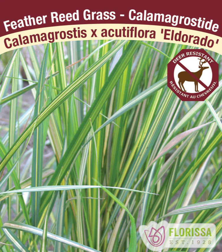 Feather Grass - Eldorado, 1 Pack