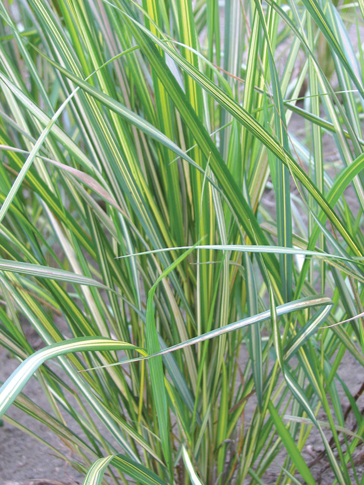 Feather Grass - Eldorado, 1 Pack - Image 2