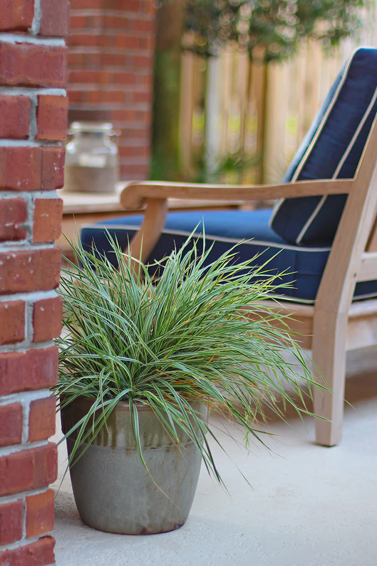 Feather Grass - Hello Spring, 1 Pack - Image 2