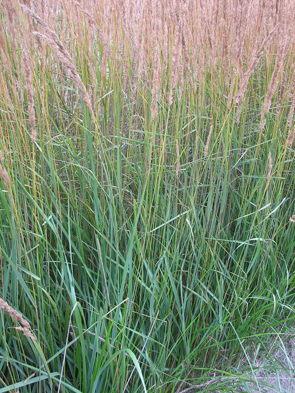 Feather Grass - Karl Foerster, 1 Pack - Image 2