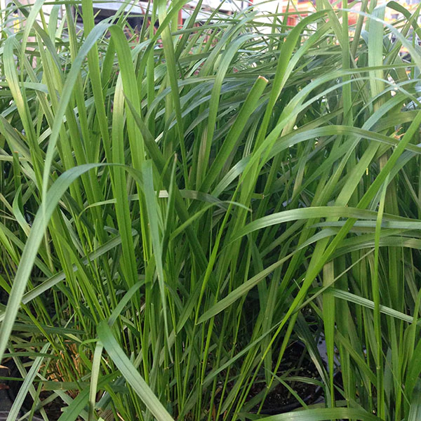Feather Grass - Karl Foerster, 1 Pack - Image 3