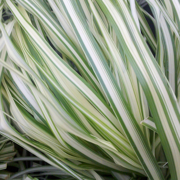 Feather Grass - Lighting Strike, 1 Pack - Image 2