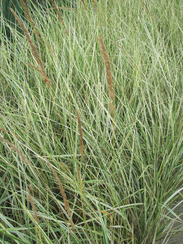 Feather Grass - Overdam, 1 Pack - Image 2