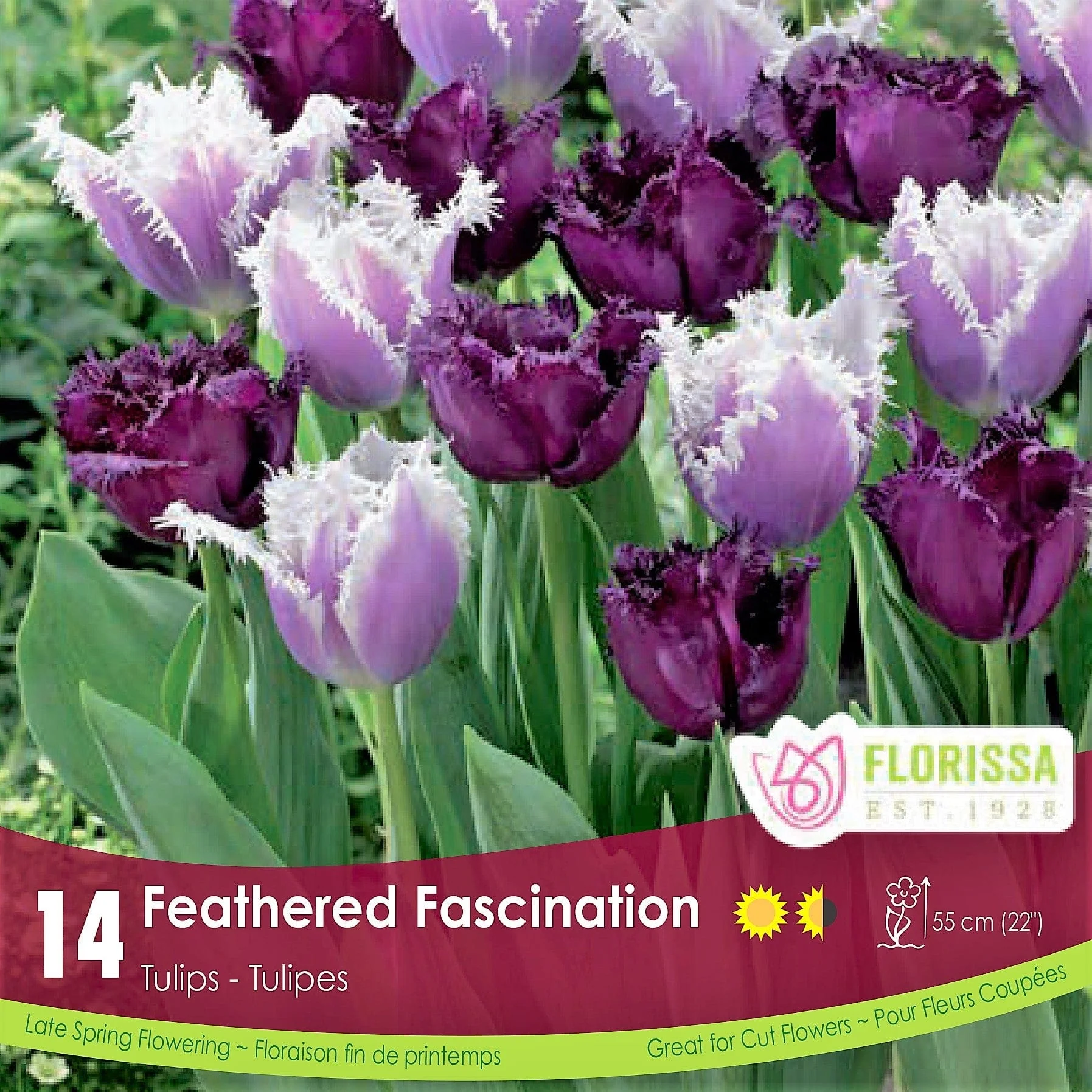 Tulips - Feathered Fascination, Colourful Companions, 14 Pack