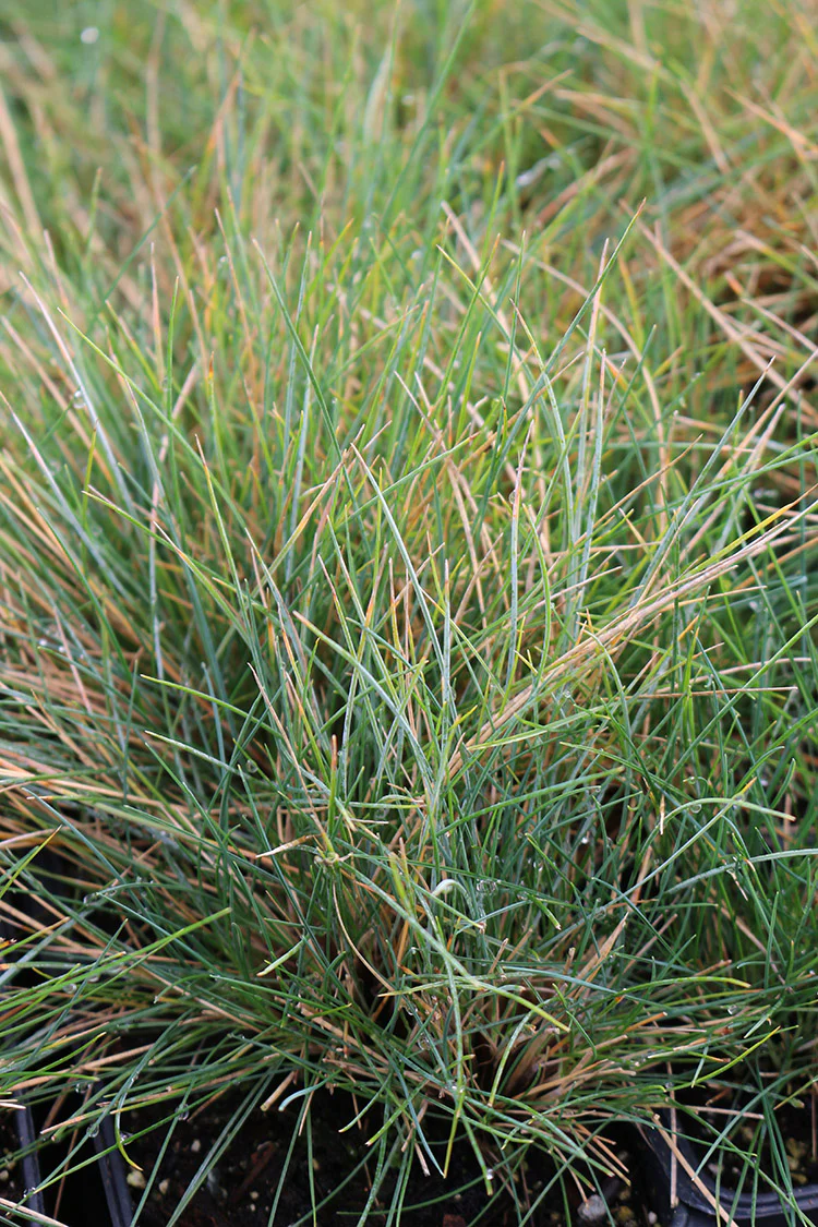 Fescue - Elijah Blue, 1 Pack - Image 2