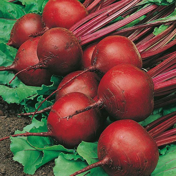 Organic Beet Detroit 2 - Mr.Fothergill's