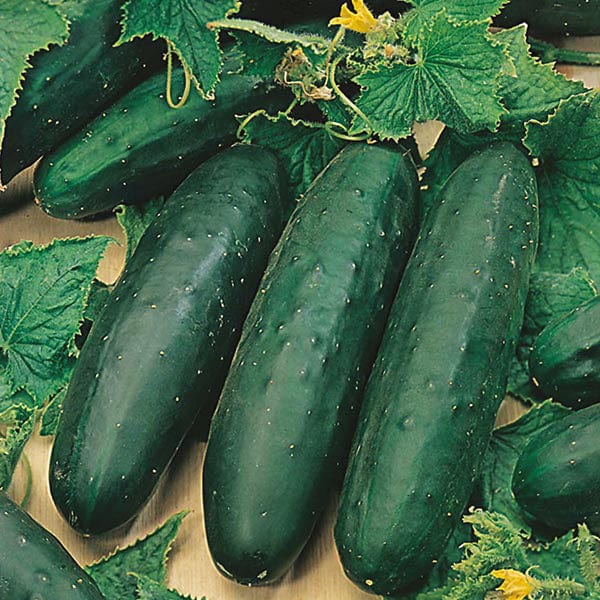 Organic Cucumber Marketmore 70 - Mr.Fothergill's