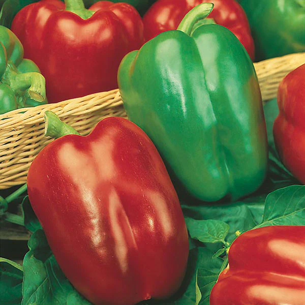 Pepper California Wonder - Mr. Fothergill's Seeds