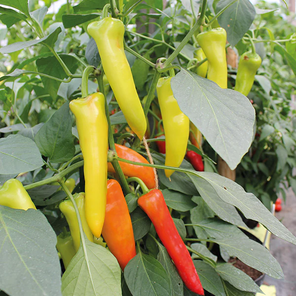 Pepper Hungarian Hot Wax - Mr. Fothergill's Seeds