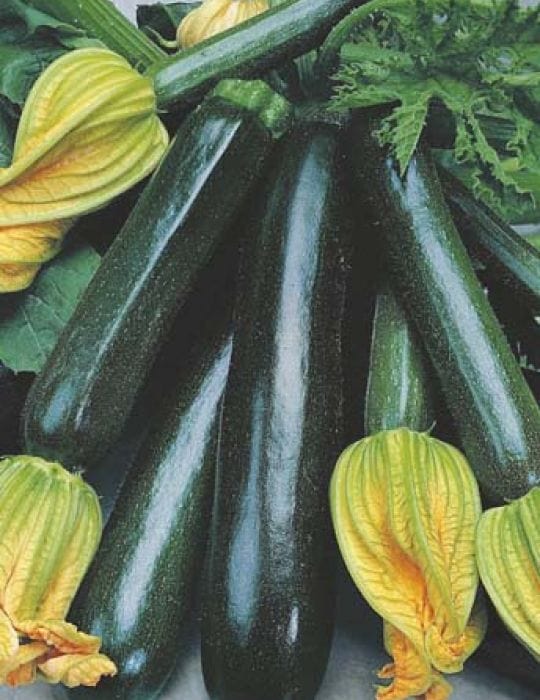 Organic Zucchini Black Beauty - Mr. Fothergill's