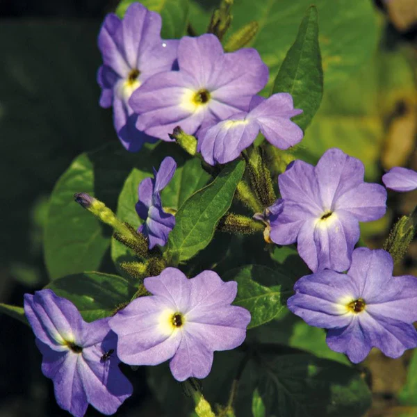 Forget-M-Not Blue Lady (Jamaican) - Mr. Fothergill's Seeds