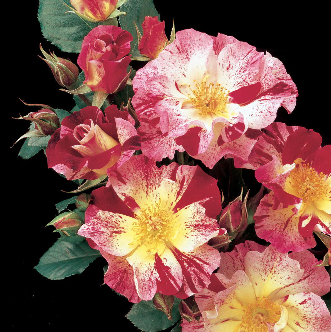 Fourth of July - Star Roses and Plants - Image 2
