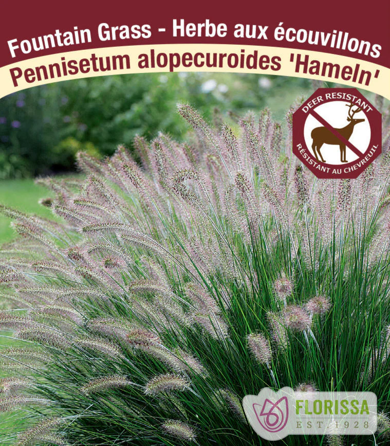 Fountain Grass - Hameln, 1 Pack