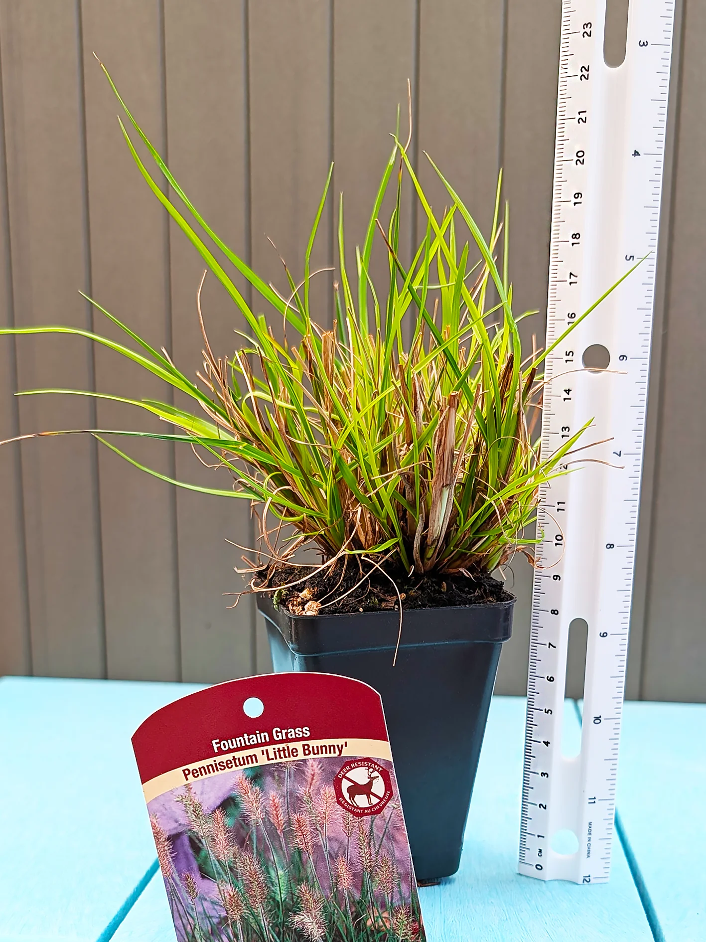 Fountain Grass - Little Bunny, 1 Pack - Image 2