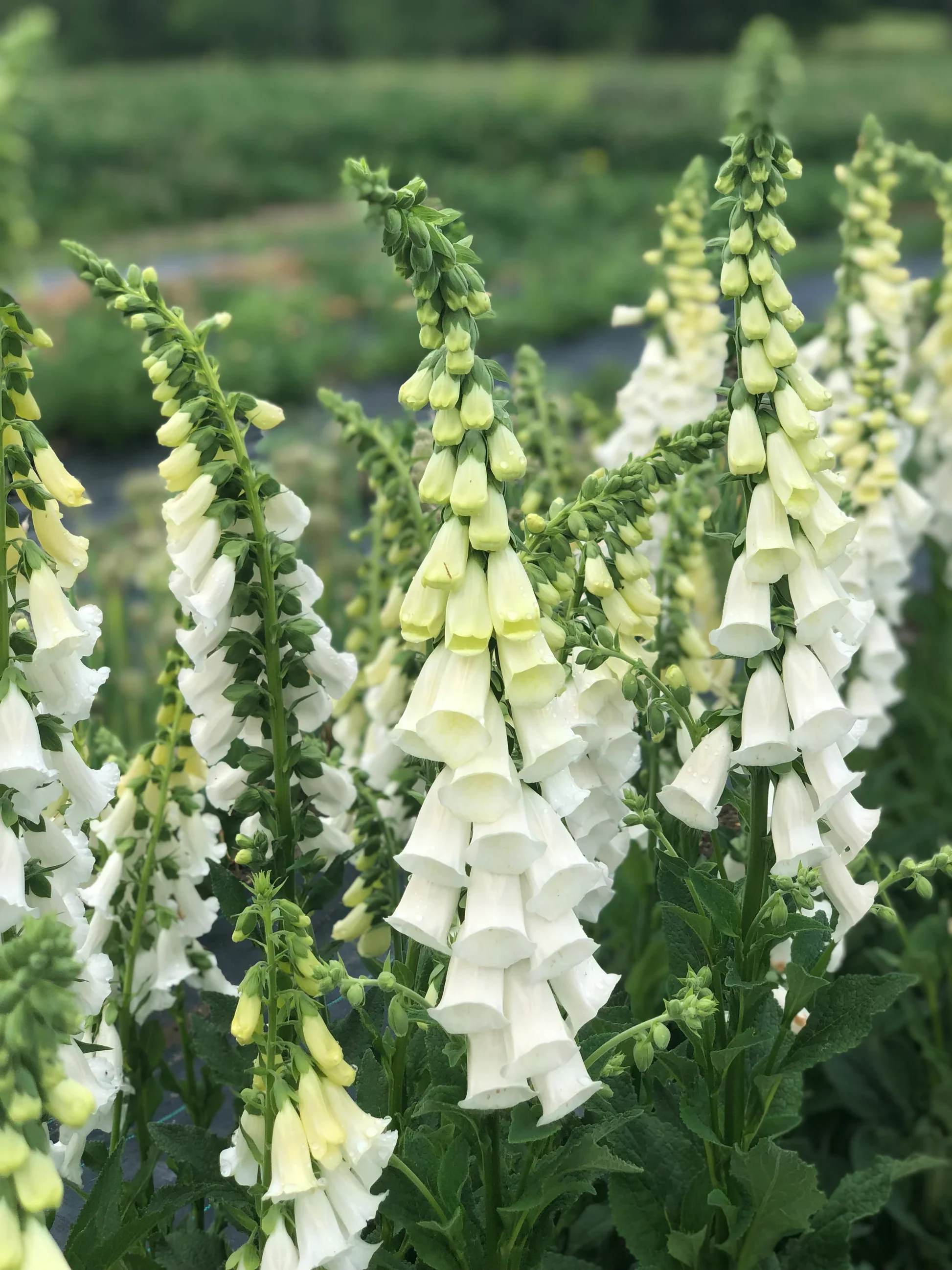 Foxglove Alba - Mr.Fothergill's Seeds - Image 2