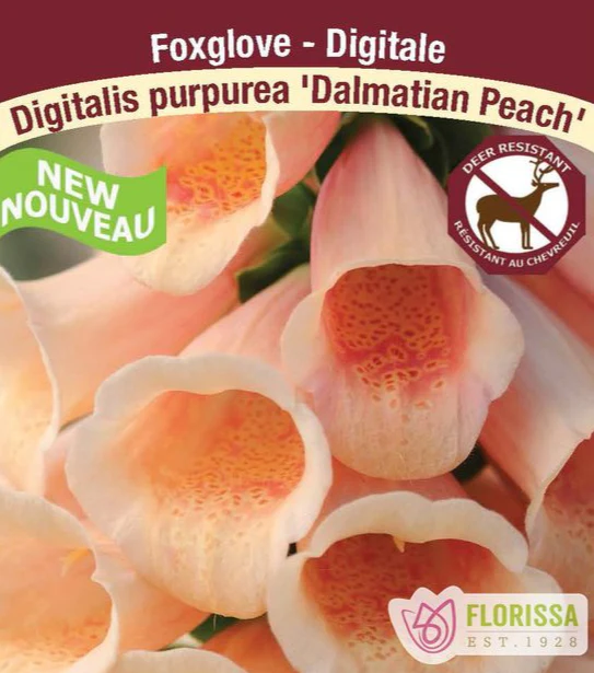 Foxglove - Dalmatian Peach, 1 Pack
