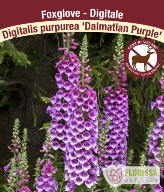 Foxglove - Dalmatian Purple, 1 Pack