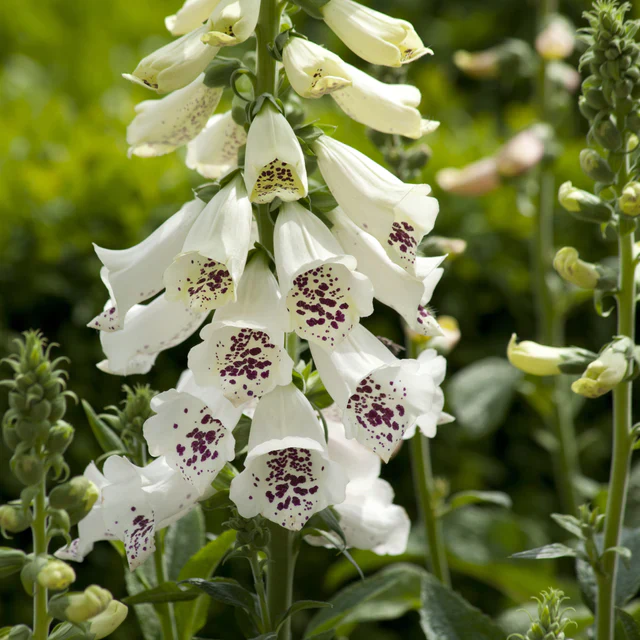 Foxgloves Dalmation White - West Coast Seeds - Image 2