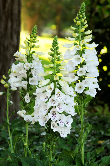 Foxgloves Dalmation White - West Coast Seeds - Image 3